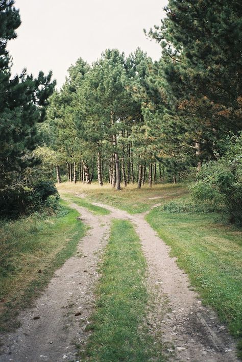 Hereford Cattle, Mountain Roads, Setting Inspiration, Driveway Design, Country Roads Take Me Home, Winding Road, Dirt Road, Back Road, Foto Art