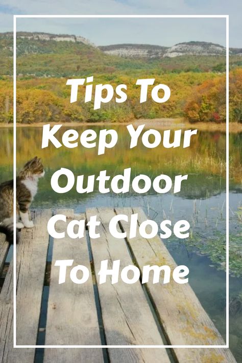 Outdoor Kitten Shelter, Houses For Outdoor Cats, Cat Warming House, Outdoor Cat Setup, Outdoor Cats Tips, Outdoor Cat House Ideas, Outdoor Cat Shed, Diy Feral Cat Shelter, Outdoor Cat Toys