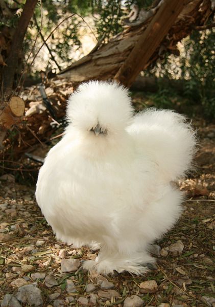 Silkie Bantam, Brahma Chicken, Fluffy Chicken, Bantam Chickens, Fancy Chickens, Silkie Chickens, Beautiful Chickens, Baby Chickens, Cute Chickens