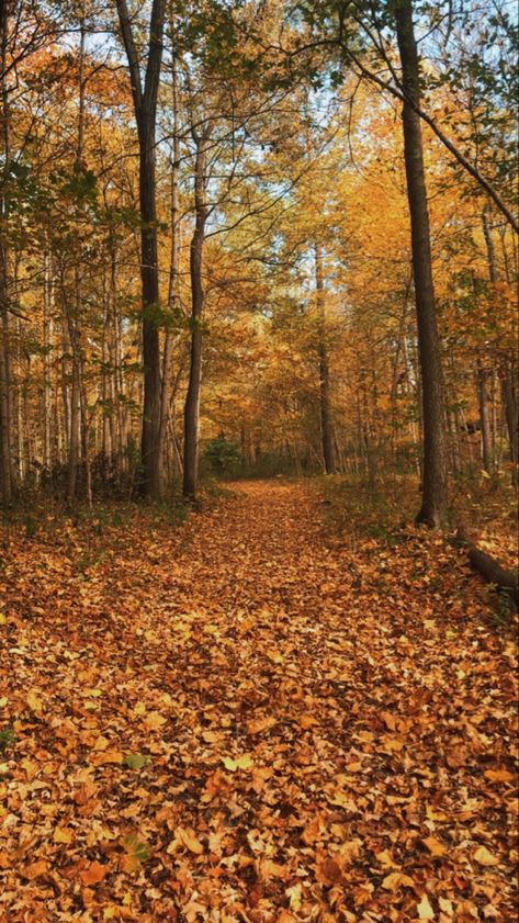 Fall Woods Aesthetic, Fall Scenery Drawing, Forest Fall Aesthetic, The Fall, Falls Aesthetic, Woods Autumn, Fall Woods, Forest Fall, Fall Forest Aesthetic