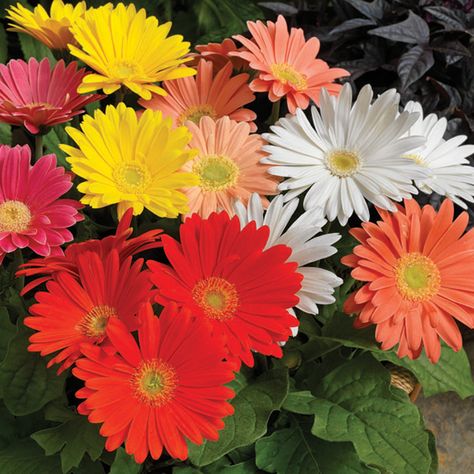 EZdazy™ Springtime Mix - Gerbera Gerbera Daisy Seeds, Transvaal Daisy, Gerbera Jamesonii, Pink Gerbera, Proven Winners, Home Vegetable Garden, Cactus Flowers, Silk Flower Arrangements, Floral Arrangements Wedding