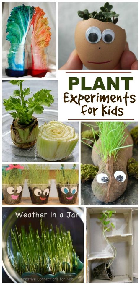 Amazing Spring science experiments for kids that explore weather, plants, nature & more! Plants Science Experiments, Spring Science Experiments, Plant Experiments, Fun Experiments For Kids, Spring Science, Science Experience, Planting For Kids, Science Experiments For Kids, Plant Activities