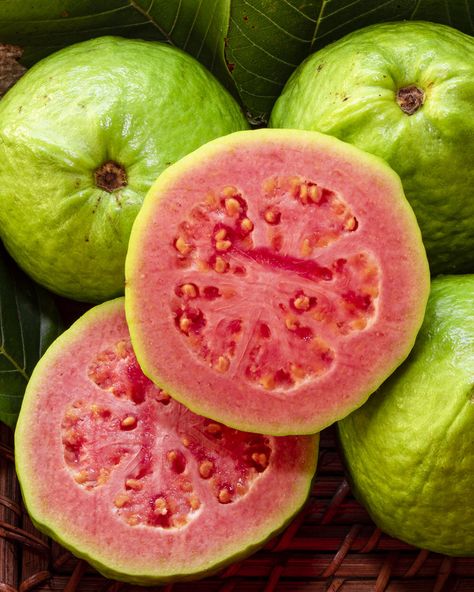 Red Guava, Guava Plant, Pineapple Guava, Guava Tree, Fruit Bearing Trees, Guava Fruit, Pink Guava, Guavas, Plant Care Tips