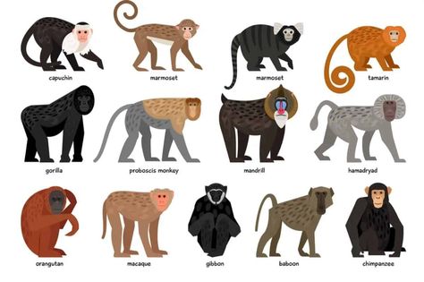 13 Different Types of Monkeys from Around the World Different Types Of Monkeys, Monkey Breeds, Monkey Types, Monkey Species, Monkey Names, Marmoset Monkey, Zen Artwork, Types Of Monkeys, Animals Reference