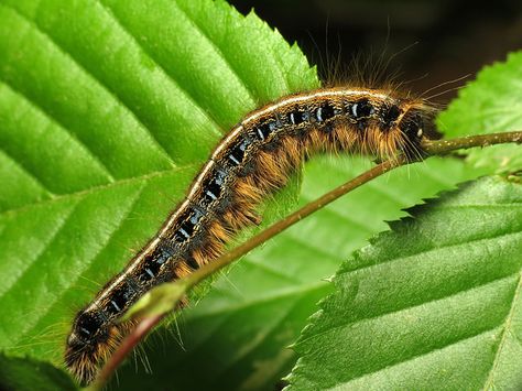 Eastern Tent Caterpillar | Flickr - Fotosharing! Eastern Tent Caterpillar, Caterpillar Tattoo, Fuzzy Caterpillar, Tent Caterpillars, Beautiful Insects, Creation Science, Insect Pest, Arthropods, Bugs And Insects