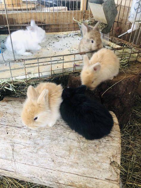 English Angora Bunnies | PetClassifieds.com Angora Bunnies, Britannia Petite Rabbit, Bunnies For Sale, French Angora Rabbit, Female Guinea Pigs, English Angora Rabbit, Angora Bunny, English Angora, Rabbits For Sale