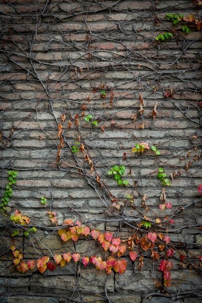 Red background of old vintage brick wall... | Premium Photo #Freepik #photo #stone-wall #brick-wall #brick #stone-wallpaper Fungi Painting, Brick Wall Background Photography, Hades Town, Vintage Brick Wall, Vertical Photography, Stone Brick Wall, Brick Wall Backdrop, Butterfly Bedding Set, College Project