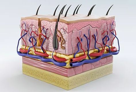 Langerhans Cell, Blood Glucose Meter, Basal Cell, Layers Of The Epidermis, Basic Anatomy And Physiology, Human Organ, Human Body Systems, Skin Structure, Sweat Gland