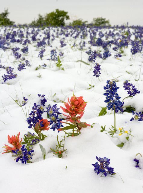 It happens! Snow in Texas, field of bluebonnets and Indian Paintbrushes...Spring time!! Welcome To My Pinterest Boards... Feel free to pin what catches your eye  & inspires you. These boards are made for your enjoyment & pleasure. Thank you, & please follow me if you like.♥ Rosalyn ♥ Flowers In The Snow, Temple Texas, Only In Texas, Texas Forever, Texas Bluebonnets, Indian Paintbrush, Loving Texas, Texas Girl, Lone Star State