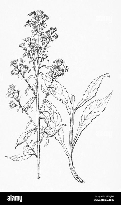 Download this stock image: Old botanical illustration engraving of Goldenrod / Solidago virgaurea. Traditional medicinal herbal plant. See Notes - 2E08JEH from Alamy's library of millions of high resolution stock photos, illustrations and vectors. Old Botanical Illustration, Botanical Drawing, Herbal Plants, Plant Drawing, Botanical Drawings, All About Plants, Botanical Illustration, Line Drawing, High Resolution