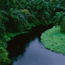 El río Congo. "El corazón de las tinieblas: y otros relatos" de Joseph Conrad. Congo Rainforest, Congo River, Deep River, Democratic Republic Of The Congo, Forest Pictures, Nikola Tesla, Tropical Rainforest, Africa Travel, Nashville Tennessee