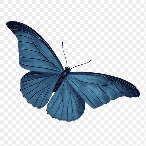 Blue Designer Aesthetic, Blue Things Aesthetic, Collage Ideas Aesthetic, Cute Png Aesthetic, Blue Butterfly Png, Butterflies Scrapbook, Macbook Icon, Butterflies Aesthetic, Drawing Transparent