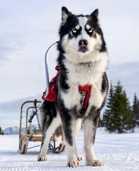 Sledding Outfit, Urban Mushing, Yakutian Laika, Dog Reference, Dog Sled, Sled Dogs, Sled Dog, Dog Sports, My Husky