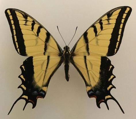 Swallow Tail Butterfly, Cassie Sandsmark, Photo C, Swallowtail Butterfly, Side Tattoos, Dragon Drawing, Birds Tattoo, Piercing Tattoo, Tattoo Inspo