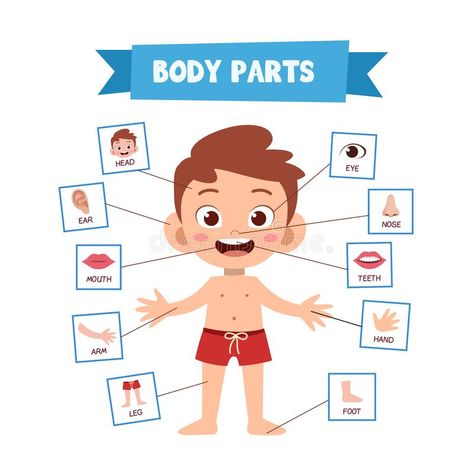 Body Parts Preschool Activities, Body Parts For Kids, Body Preschool, Body Parts Preschool, Classroom Images, Cartoon Body, Zestaw Ikon, Human Body Parts, English Activities