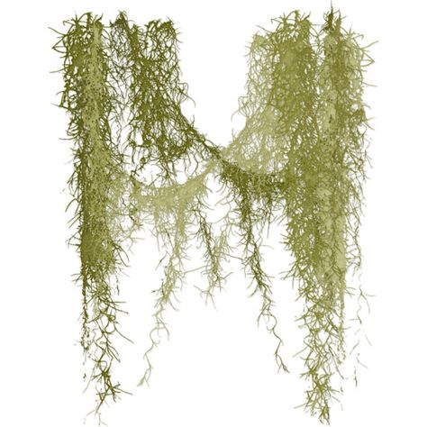 Angie's Spanish Moss ❤ liked on Polyvore featuring plants, flowers, nature, foliage, greenery and fillers Spanish Moss Illustration, Moss Drawing, Spanish Moss Trees, Cut Out People, Tree Plan, Accordion Book, Custom Monster High Dolls, Map Shop, Spanish Moss