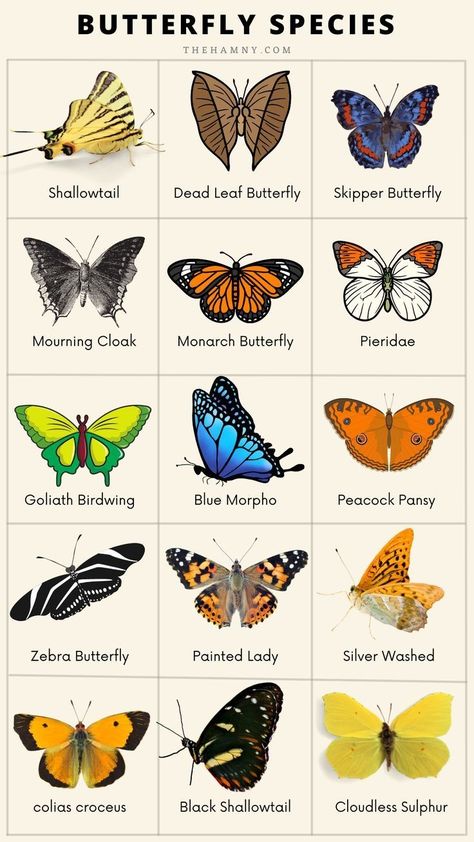 Types Of Butterflies Drawing, Different Type Of Butterflies, Butterfly Types Drawings, Species Of Butterflies, Types Of Butterflies Chart, Types Of Butterflies Meaning, Types Of Butterfly Tattoos, Different Types Of Butterflies Drawing, Types Of Butterflies Tattoo