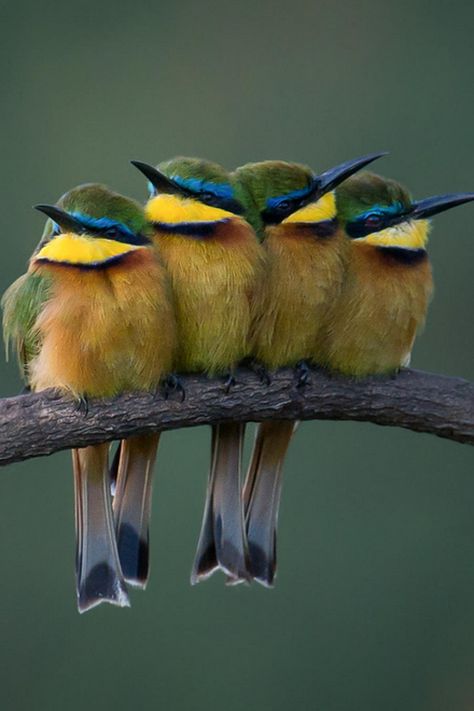 buenos amigos Colorful Birds, Small Birds, Birds, Colourful Birds