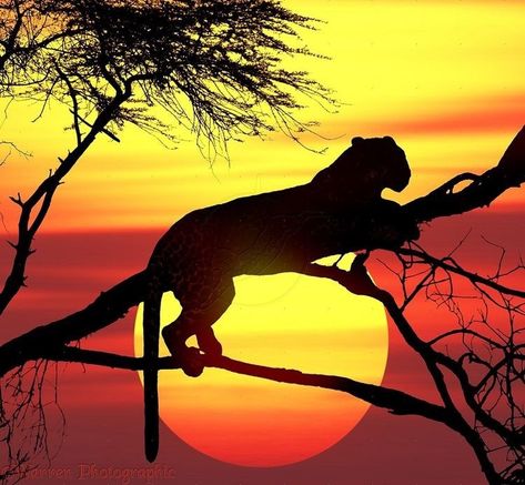 ,, BEAUTIFUL " White Tigers, Macan Tutul, Regnul Animal, African Sunset, Photography Animals, Afrikaanse Kunst, Sunset Silhouette, Silhouette Painting, Africa Art