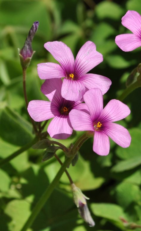 Oxalis (wood-sorrel, pink sorrel, false shamrock, sourgrass) Sorrel Flower, Unusual Eyes, Wood Sorrel, Plant Fungus, Unusual Flowers, Home Landscaping, Tickled Pink, Growing Plants, Flowers Photography