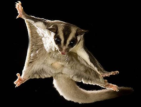 Sugar Glider - Sweet, Striped and Stealthy | Animal Pictures and Facts | FactZoo.com Pigs Fly, Flying Squirrel, Sugar Glider, Australian Animals, An Animal, Exotic Pets, Animal Photo, 귀여운 동물, Beautiful Creatures