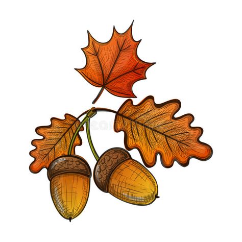 Colorful sketch of an oak leaf and acorn royalty free illustration Acorn Vector, Acorn Drawing, Leaf Drawing, Sketch Style, Free Illustration, Oak Leaf, Free Illustrations, Cartoon Illustration, Maple Leaf