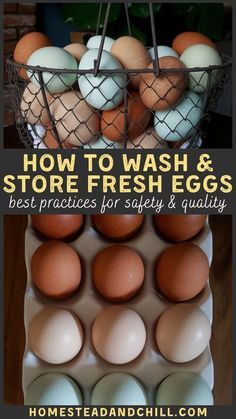 Washing Chicken Eggs, Raising Chickens In The City, Chicken Coop Food Ideas, How To Wash Chicken Eggs, How Long Do Eggs Last, Raising Backyard Chickens For Beginners, How To Clean Farm Fresh Eggs, Storing Farm Fresh Eggs, How To Store Chicken Eggs