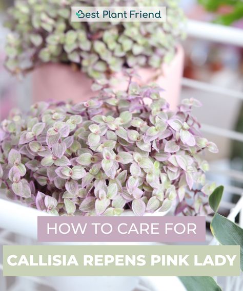 Check these tips to make the Callisia repens Pink Lady happy 🥰 #callisiarepens #pinkladyplant #plantcareguide #plants #plantsmakepeoplehappy #indoorplants #plantsplantsplants #houseplant #houseplants #houseplantclub #houseplantlove #houseplantsmakemehappy #houseplantjournal #houseplantplantclub #houseplantdiary #houseplantsclub #houseplantaddict #houseplantopia #houseplantslover #houseplantlovers #houseplanthome #houseplanthoarder #bestplantfriend #house_plant_community #planttips Pink Lady Plant, Turtle Vine, Wandering Jew Plant, Plants Care, Succulent Gardens, Container Gardening Flowers, Succulent Soil, Pothos Plant, Growing Succulents