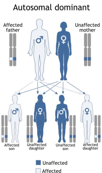 Genetic Inheritance, Autosomal Dominant, X-linked Recessive, Mitochondrial Disease | Stomp On Step1 Digeorge Syndrome, Multiple Endocrine Neoplasia, Genetic Inheritance, Von Willebrand Disease, Candida Yeast Infection, Health Literacy, Candida Yeast, Ketogenic Diet Food List, Candida Diet