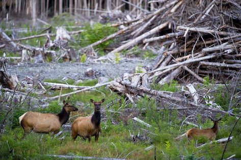 Habitat Loss, Fragmentation, and Destruction Animal Habitat, Species Extinction, Hydroelectric Dam, National Wildlife Federation, Habitat Destruction, Save Nature, Natural Ecosystem, World Environment Day, Environment Day