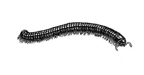 Millipede Tattoo Design, Millipede Drawing, Traditional Millipede Tattoo, Millipede Tattoo, Centipede Illustration, Millipede Illustration, Bug Aesthetic, Dot Drawings, Giant Millipede