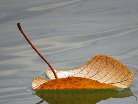 Boat Drawing, Water Drawing, Leaf Images, Photo Composition, Art Painting Gallery, Floating In Water, Watercolor Leaves, Literature Art, Leaf Art