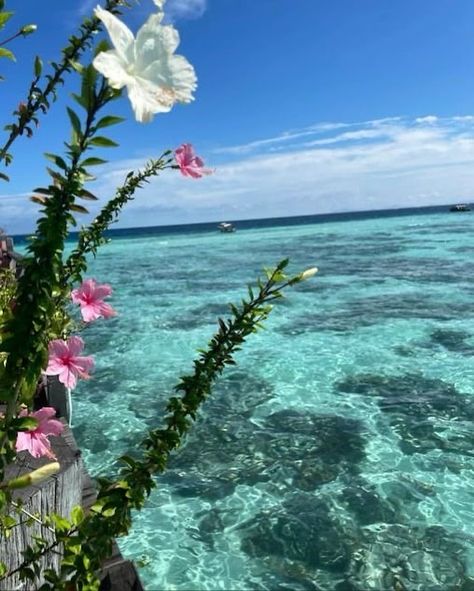 Flowers On The Beach Aesthetic, The Bahamas Pictures, Bahamas Aesthetic Wallpaper, Aesthetic Bahamas Pictures, Caribbean Beach Aesthetic, Bahamas Beach Pictures, Beach Aesthetic Photo Ideas Instagram, Flower Beach Aesthetic, Long Beach Aesthetic