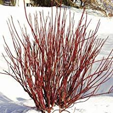 Red Twig Dogwood Propagation (Cornus stolonifera) - Growing The Home Garden Cornus Sericea, Red Osier Dogwood, Red Twig Dogwood, Twig Dogwood, Backyard Sanctuary, White Flower Farm, Perennial Shrubs, Landscape Plans, Flowering Shrubs