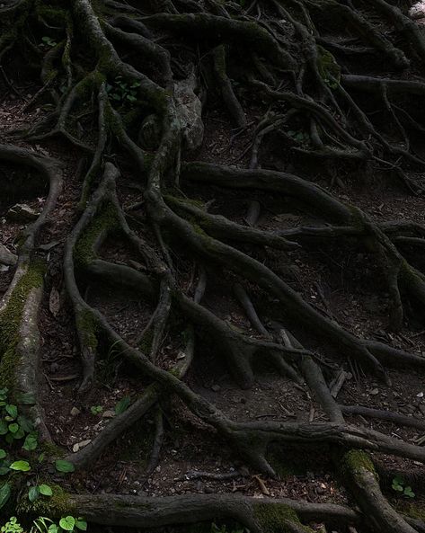 Tree Roots Photography, Tree Planting Aesthetic, Tree Roots Aesthetic, Forbidden Forest Aesthetic, Identity Mindmap, Nature Throne, Roots Aesthetic, Wooden Aesthetic, Bog Body