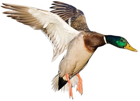 Duck Hunting Blinds, Waterfowl Art, Duck Tattoos, Goose Hunting, Duck Pictures, Wild Duck, Duck Bird, Duck Art, A Duck