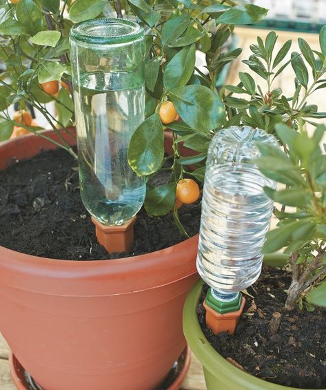 Smart Watering Plant Sitters: How to Not Kill Your Garden While on Vacation Diy Self Watering Planter, Plant Nanny, Self Watering Plants, Smart Garden, Self Watering Planter, Diy Plants, Self Watering, Veggie Garden, Large Plants