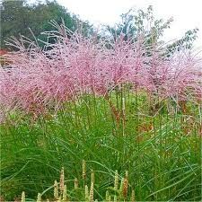 Garden Grasses, Dull Orange, Miscanthus Sinensis, Easy Perennials, Ornamental Grass, Trough Planters, Sensory Garden, Backyard Vegetable Gardens, Purple Garden