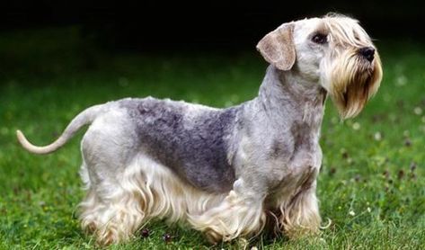 Miniature Schnauzer vs Cesky Terrier - Breed Comparison Cesky Terrier, Dog Breed Names, Sealyham Terrier, Rare Dogs, Every Dog Breed, Rare Dog Breeds, City Dog, Terrier Breeds, Loyal Dogs