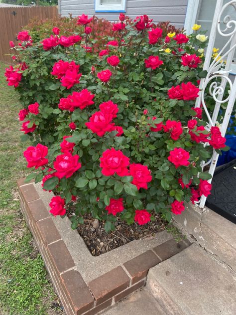 Roses In Garden, Roses In Pots, Knock Out Roses, Scarlet Letter, Garden Decor Projects, Flower Pots Outdoor, Beautiful Yards, Gardening 101, Fruit Flowers