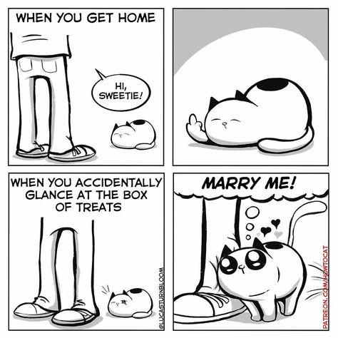 New Hilarious Comics Show What It’s Like To Live With A Cat Adopting A Cat, Adopt A Cat, How To Cat, Comic Book Layout, Mean Cat, Cat Puns, Funny Comic Strips, Cat Comics, Cat Club