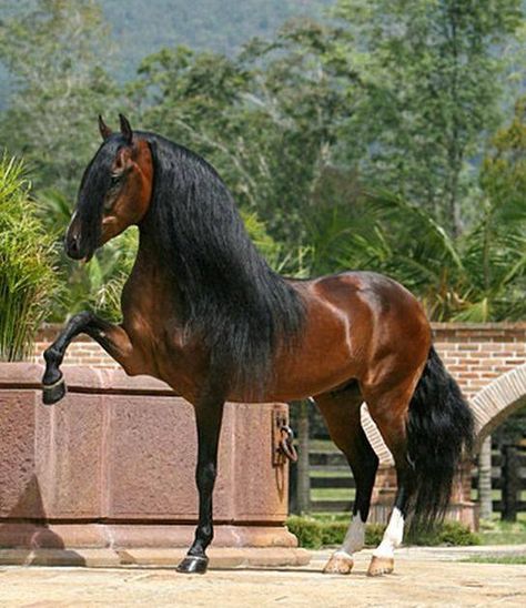 Horse Dancing, Cai Arabi, Different Horse Breeds, Horse Dance, Horse Pics, Andalusian Horse, Most Beautiful Horses, Most Beautiful Animals, Majestic Horse