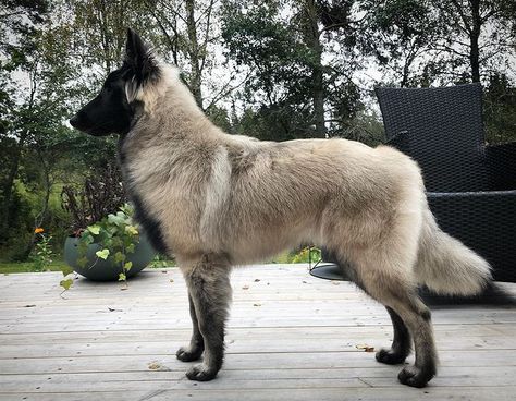 Shepherd Dogs Breeds, Dog That Looks Like A Wolf, Prettiest Dog Breeds, Cute Medium Sized Dogs, Types Of Shepherd Dogs, Weird Dog Breeds, Aesthetic Dog Breeds, Rare Dogs Breeds, Rare Dog Breeds Unique