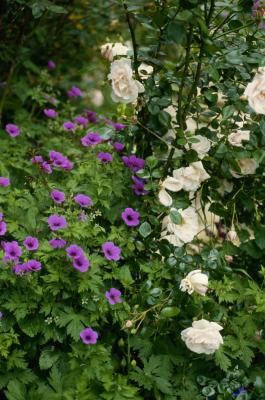 Yard With Flowers, Yellow Knockout Roses, Rose Companion Plants, Plants That Repel Bugs, Trees For Front Yard, Plantain Lily, Knockout Roses, Light Purple Flowers, Lenten Rose