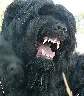 Black Russian Terrier, the Stalin's Dog Caucasian Dog, Cheap Dog Houses, Russian Dogs, Asian Dogs, Russian Terrier, Dog Breed Names, English Dogs, Black Russian Terrier, Black Dogs