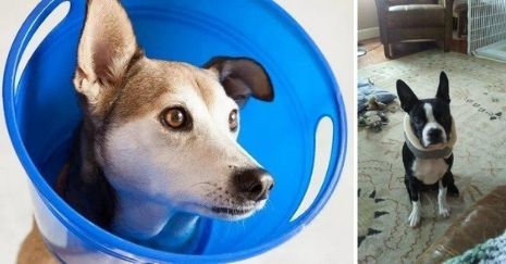 10 DIY Dog Cone Projects To Make For Your Canine Buddy Are you looking for how to make an amazing DIY dog cone? You are at the right place. This article wi... https://www.littleloveliesbyallison.com/diy-dog-cone-projects/?feed_id=74&_unique_id=60065d9695a1d Diy Dog Cone, Homemade Dog Cone, Dog Cone Alternative, Homemade Turtles, Diy Turtle, Turtle Dock, Dog Cone Collar, Cones Diy, Small Sized Dogs