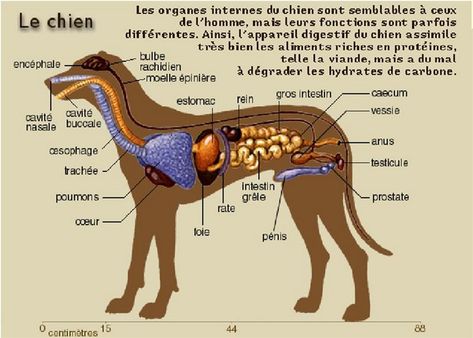 organes internes du chien Anatomy Organs, Animal Classification, Dog Spa, Vet Medicine, Dog Anatomy, Vet Student, Canada Images, Animal Anatomy, Pet Clinic