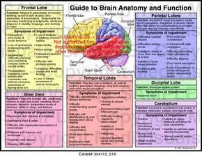 Lobes Of The Brain, Brain Anatomy And Function, Brain Problems, Occipital Lobe, Brain Anatomy, Brain Stem, Brain Science, Nursing Notes, Brain Games