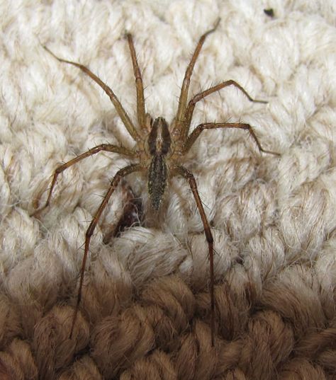 Grass Spider | Grass Spider / Agelenopsis Grass Spider, Spider Identification, Hobo Spider, Funnel Web Spider, Spider Family, Sea Spider, Arachnids Spiders, Spider Pictures, Types Of Spiders