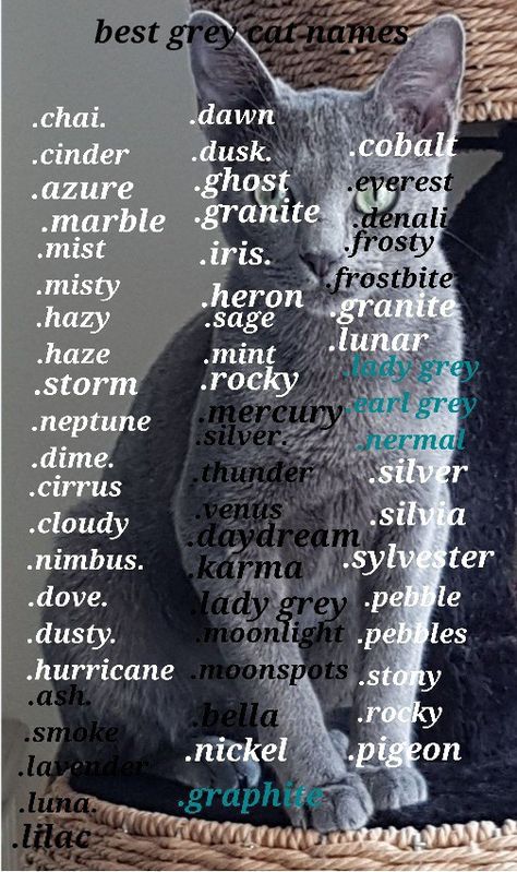 Goth Cat Names, Gray Cat Names, Grey Kitten Names, Baby Pet Names, Grey Cat Names, Tabby Cat Names, Cat Symbolism, Cute Animal Names, Sims Names